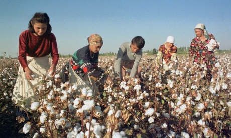Dugnadsånd: Alle i Usbekistan stiller opp når bomullen skal høstes.